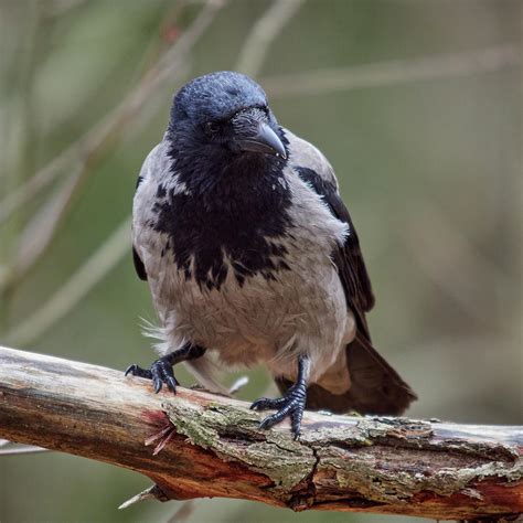 Gray Jacket Gray Weather Hooded Crow Photograph By Jouko Lehto Fine