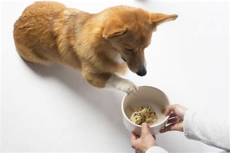 You don't need to change the amount of food you give your puppy every day, for example. How much should you feed your puppy? | Puppies, Puppy ...