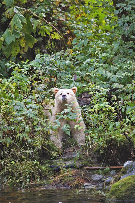 Kermode Or Spirit Bear Photograph By M Watson Fine Art America