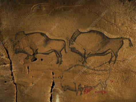 Stone Age Cave Paintings Asturias Spain Stock Image C0097640