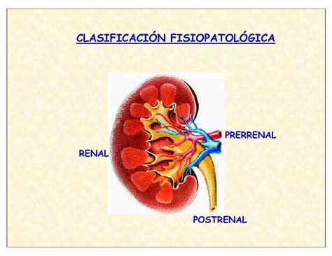 Insuficiencia Renal Aguda Fisiopatologia