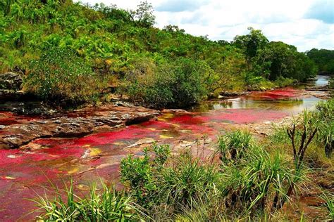 Bogota Caño Cristales Rivière Rainbow De 3 Jours Au Départ De Bogotá