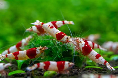 Top 5 Pet Shrimp For Freshwater Aquariums That You Need To Try