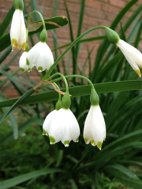 Little White Flowers Free Photo Download Freeimages