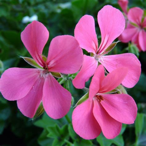 Pinks Plants Aesthetically Pleasing And Easy To Maintain Pse
