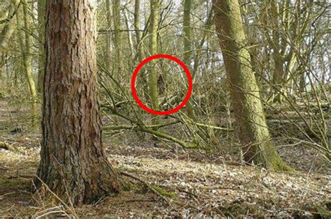 Photo Proof Expert Spots Legendary Bigfoot After Finding Giant Footprints Daily Star