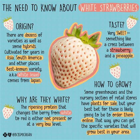 Everything You Need To Know About White Strawberries