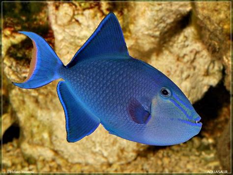 Redtoothed Triggerfish Alchetron The Free Social Encyclopedia