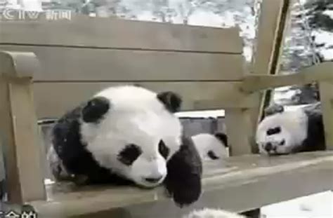 Panda Babies Playing With Slide