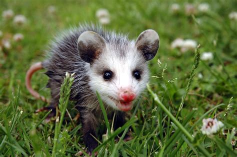 Baby Possums Wallpapers Wallpaper Cave