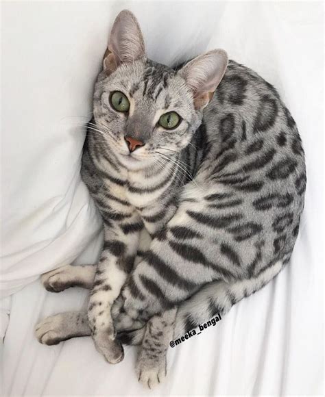 Pin By Nevaehspann On Favorite Animals In 2021 Silver Bengal Cat