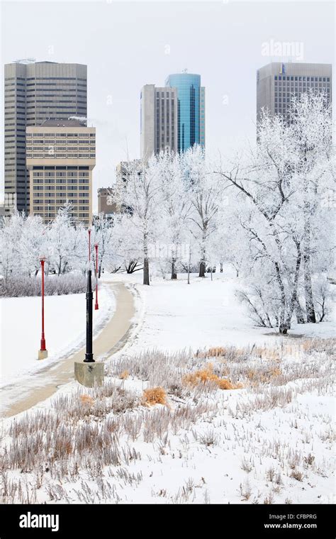 Winnipeg Skyline On A Scenic Winter Day Trees Covered In Snow And