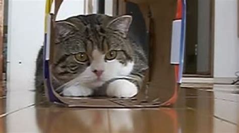 Maru The Cat Loves Boxes