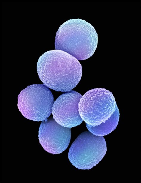 Staphylococcus Aureus Bacteria Photograph By Science Photo Library