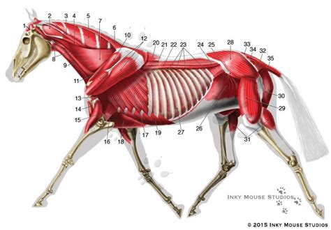 More specifically, this beautifully illustrated anatomy chart includes head and neck, thorax, multiple abdominal view, and frontal views of each muscular. Equine deep musculature anatomy chart