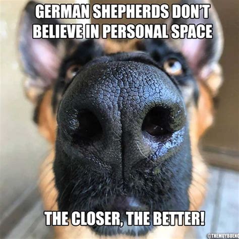 20 German Shepherds Memes That Only Owners Can Relate To Lovely