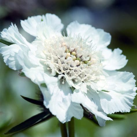 Höstvädd Scabiosa Caucasica Fama White Fröer