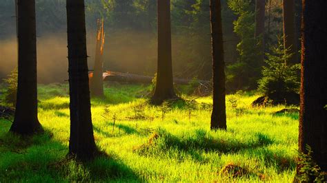 Nature Landscape Forest Trees Plants Grass Sunlight Morning