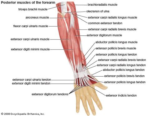 Posterior Muscles Of The Forearm Forearm Muscles Forearm Muscle