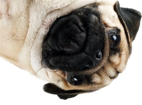 Pug Face Png Png Image Collection
