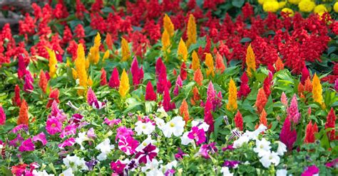 The 15 Best Annuals For Late Summer Color Gardeners Path