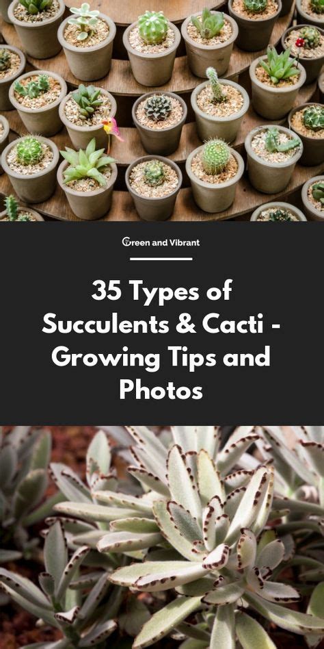 55 Types Of Succulents And Cacti Growing Tips And Photos