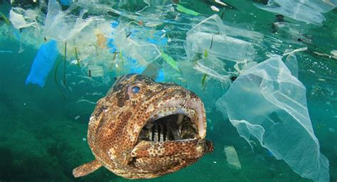 Plastics Are Hazardous To The Marine Life Killing Million Aquatic Species The Standard Newspaper