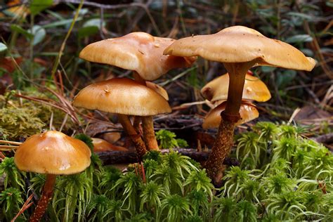 8 Most Poisonous Types Of Mushrooms - WorldAtlas gambar png