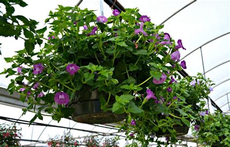 They look great in containers and you can grow trailing varieties of lantana in hanging baskets. Top 5 Hanging Baskets for Shade | Fairview Garden Center