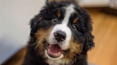 Funny Bernese Mountain Dog Puppy Compilation Youtube