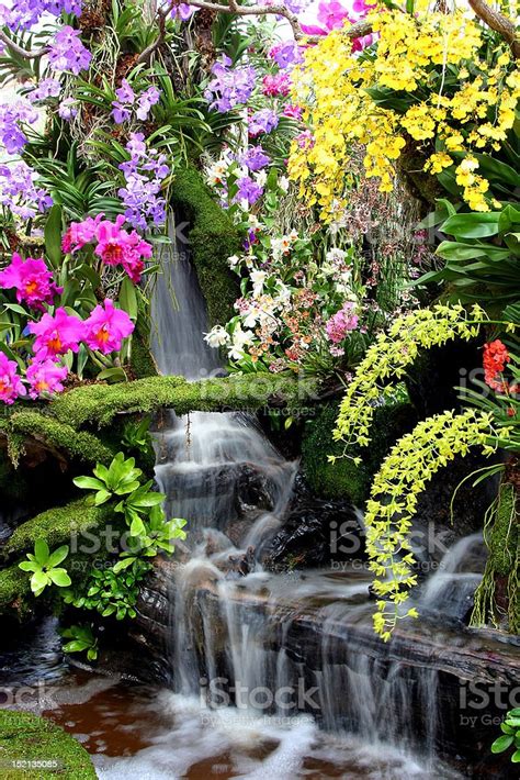 Beautiful Flowers And Waterfall Stock Photo Download Image Now Istock