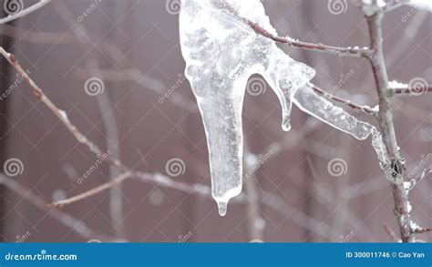 Icicles On Tree Branches Melting On Defocused Background Close Up