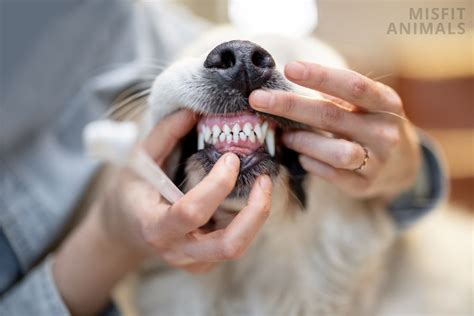 Black Spots On Dogs Teeth Is It Normal Or Dangerous