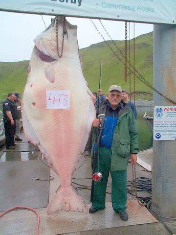 The atlantic halibut weighed 515 pounds, smashing the existing igfa world record of 419 pounds caught in norwegian waters in july 2004. 413 halibut(2) | Salem NW Steelheaders