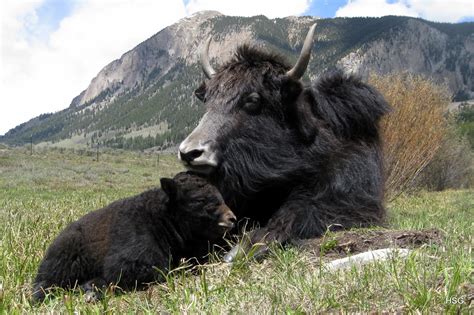 Yak | The Life of Animals