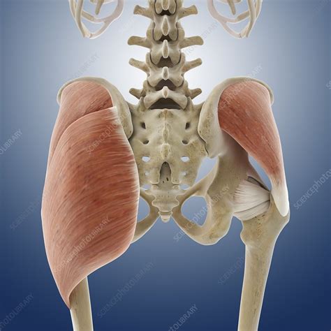 They contain many different types of tissues. Buttock muscles, artwork - Stock Image - C013/4420 ...