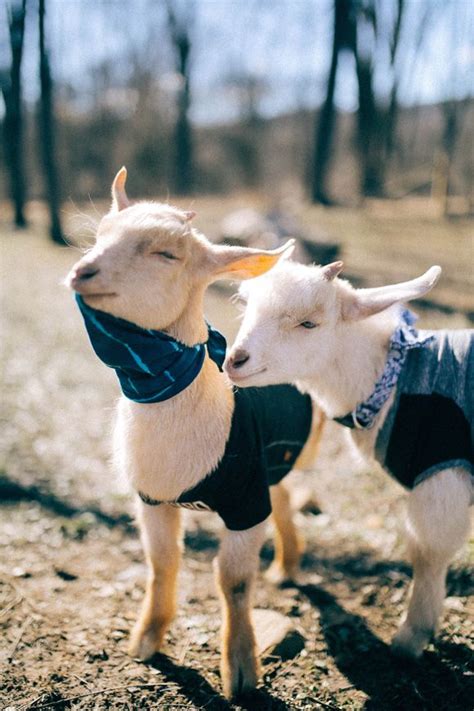 Celebrity Goat Retreat Goats Of Anarchy Cute Goats Goats Cute Animals