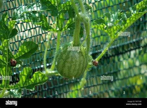 Watermelon Or Citrullus Lanatus Plant With Small Fruit Growing In Local