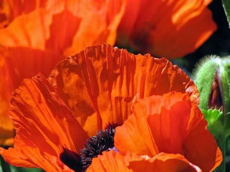 Mohn sät sich von alleine aus. Türkischer Mohn, Papaver orientale