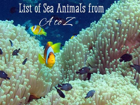 List of Sea Animals A-Z | Owlcation