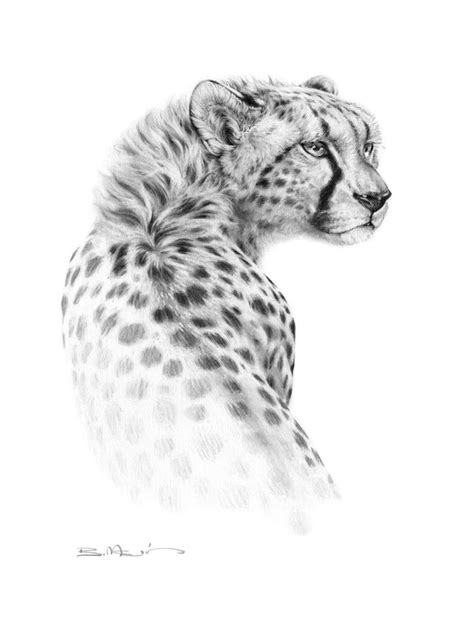 Cheetah An Art Print By Bill Melvin Cheetah Drawing Big Cats Art