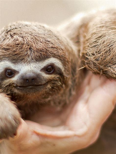 Free Download Sloth Animal Cute Gray Sloth 1920x1200 For Your Desktop