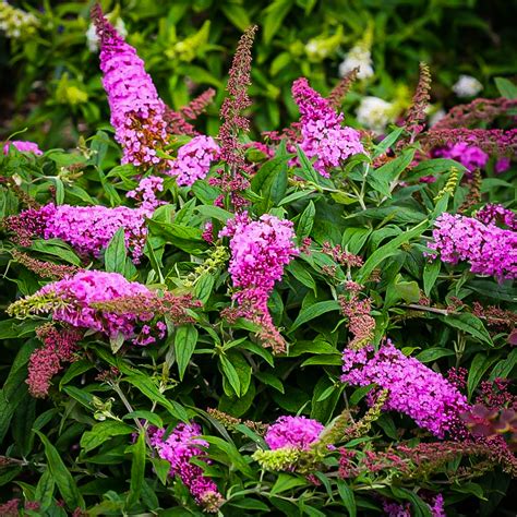 Pugster Pink Butterfly Bushes For Sale The Tree Center