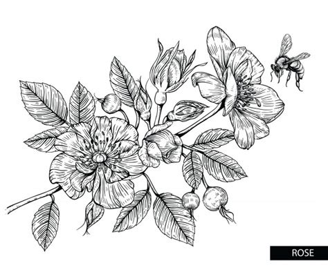 Blumen zeichnen source tatoo feminina, tattoo feminina delicada, tattoo feminina braco, tattoo feminina costas, tattoo feminina old school, tattoo feminina ombro, tattoo feminina costela by. Rosafarbene blumen zeichnen | Premium-Vektor