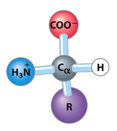 Amino Acids Diagram Quizlet