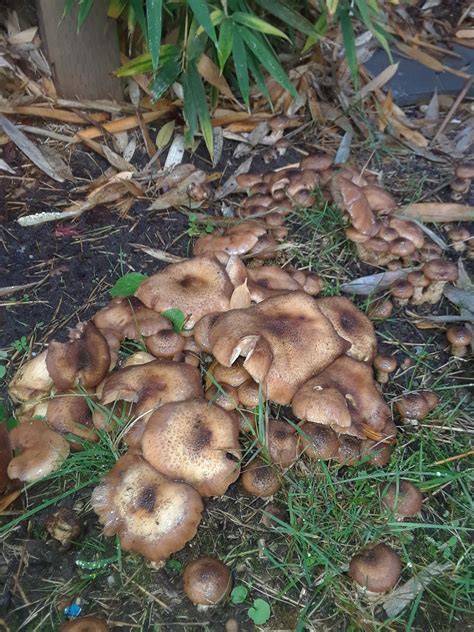 Found This Huge Patch Of Mushrooms Growing In My Front Yard Northeast