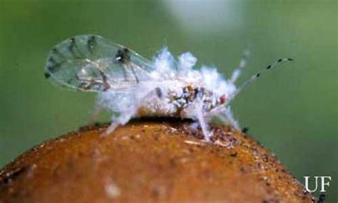 An Asian Woolly Hackberry Aphid Shivaphis Celti Das