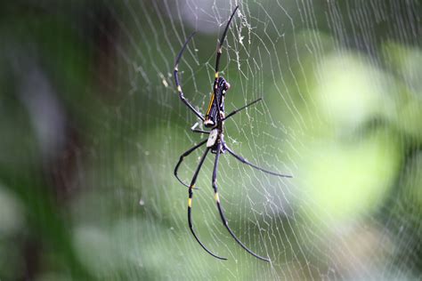 Filebeautiful Spider Wikimedia Commons