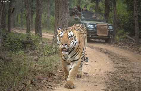 Top 5 Wildlife Sanctuaries And Tiger Reserves For Tiger Safari In India