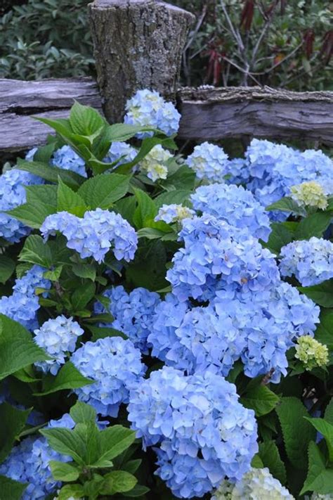 Buy Nikko Blue Hydrangea FREE SHIPPING Wilson Bros Gardens 3
